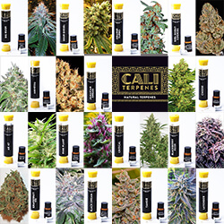 Cannabis Terpenes: The Olfactory Experience